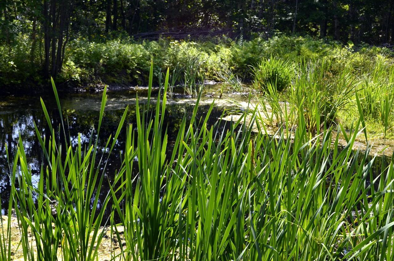 Still Point Lodge Deep Brook Extérieur photo